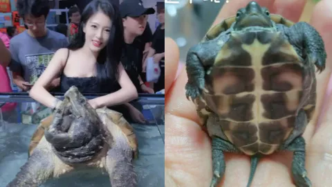 广东顺德龟展乌龟展览