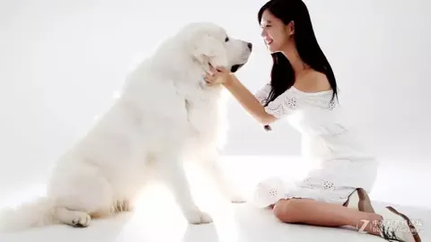 青海湖三只雪豹同框