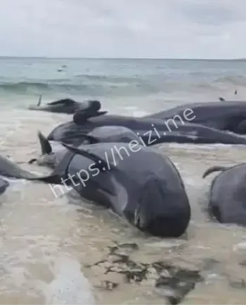 海洋生态