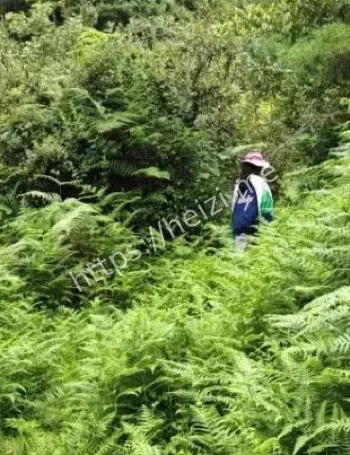 王一凯