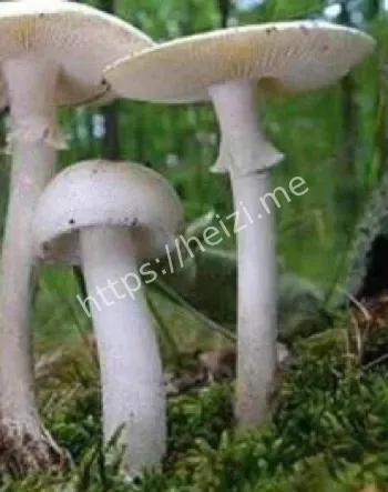 爱抚人生