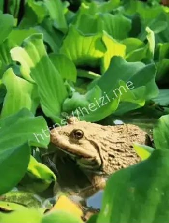 长牙青蛙