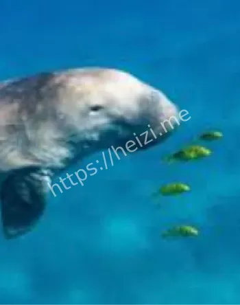 海洋生态恢复