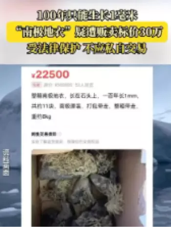 南极地衣
