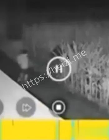 东北苞米地三轮车上激战监控