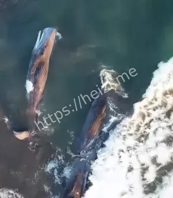鲸鱼搁浅