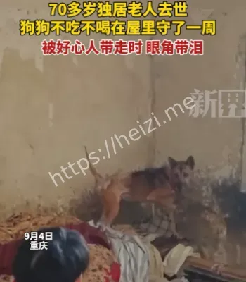 忠犬守候