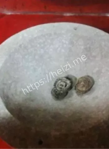 南方文化毒与巫