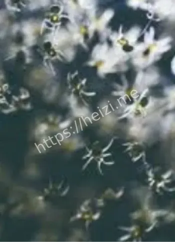 蜘蛛雨随风飘落