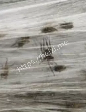 蜘蛛雨随风飘落