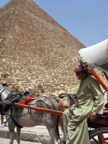 外交部介入埃及遇害案