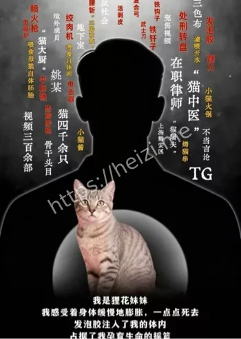4000只猫