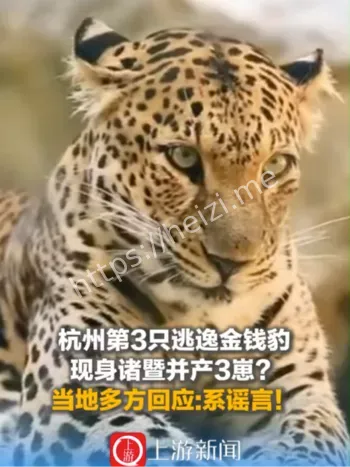 杭州逃逸豹子