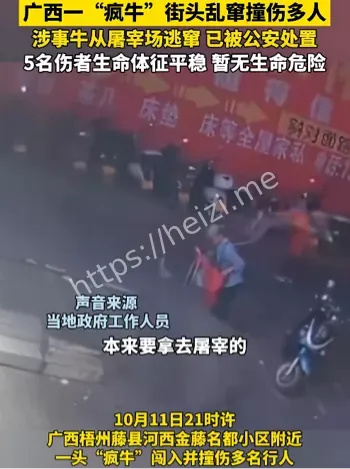水牛乱窜撞伤