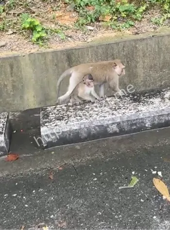 猴子山人猴大战抢食伤人案