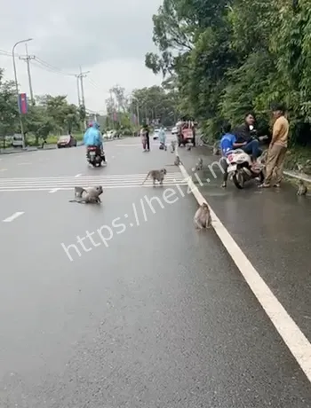 国庆猴子山景区管理乱象