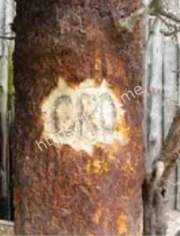 CROATOAN刻字线索