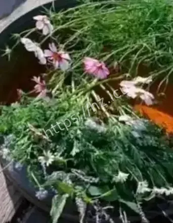 中国隐藏700年神秘村