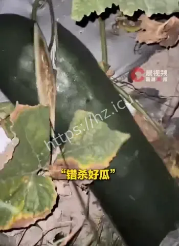 海南30岁小伙