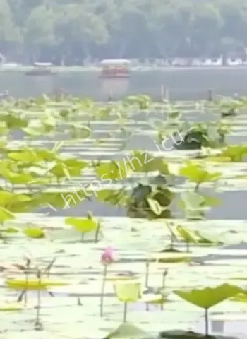 西湖倒入漂白粉