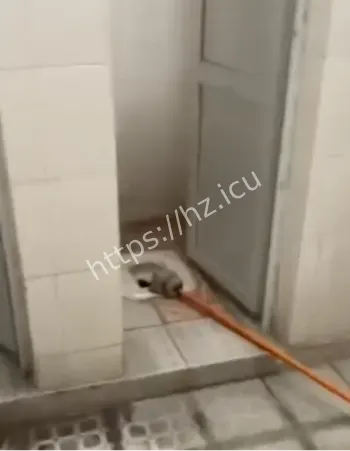 职校女生厕所生双胞胎