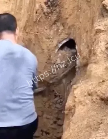 大哥蛇窝徒手抓蛇