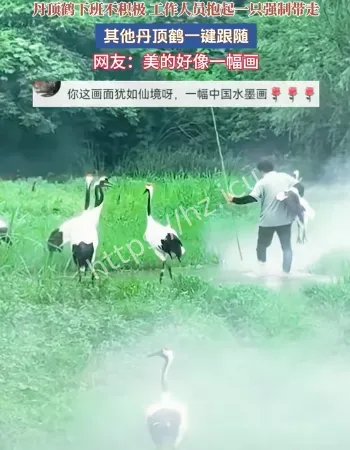丹顶鹤被抱走